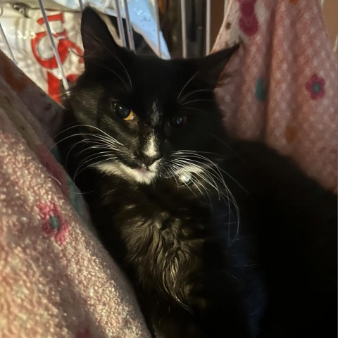 Timon, an adoptable Domestic Long Hair in Veneta, OR, 97487 | Photo Image 1