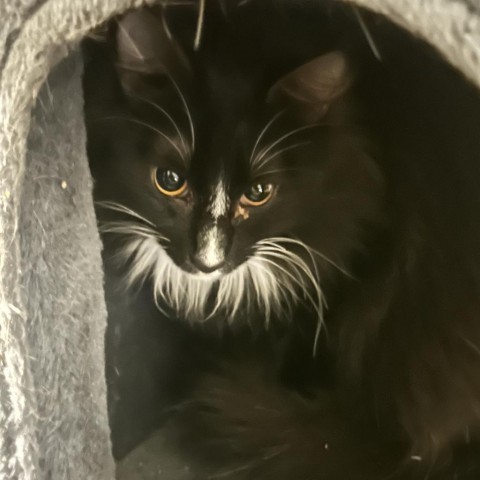 Timon, an adoptable Domestic Long Hair in Veneta, OR, 97487 | Photo Image 2