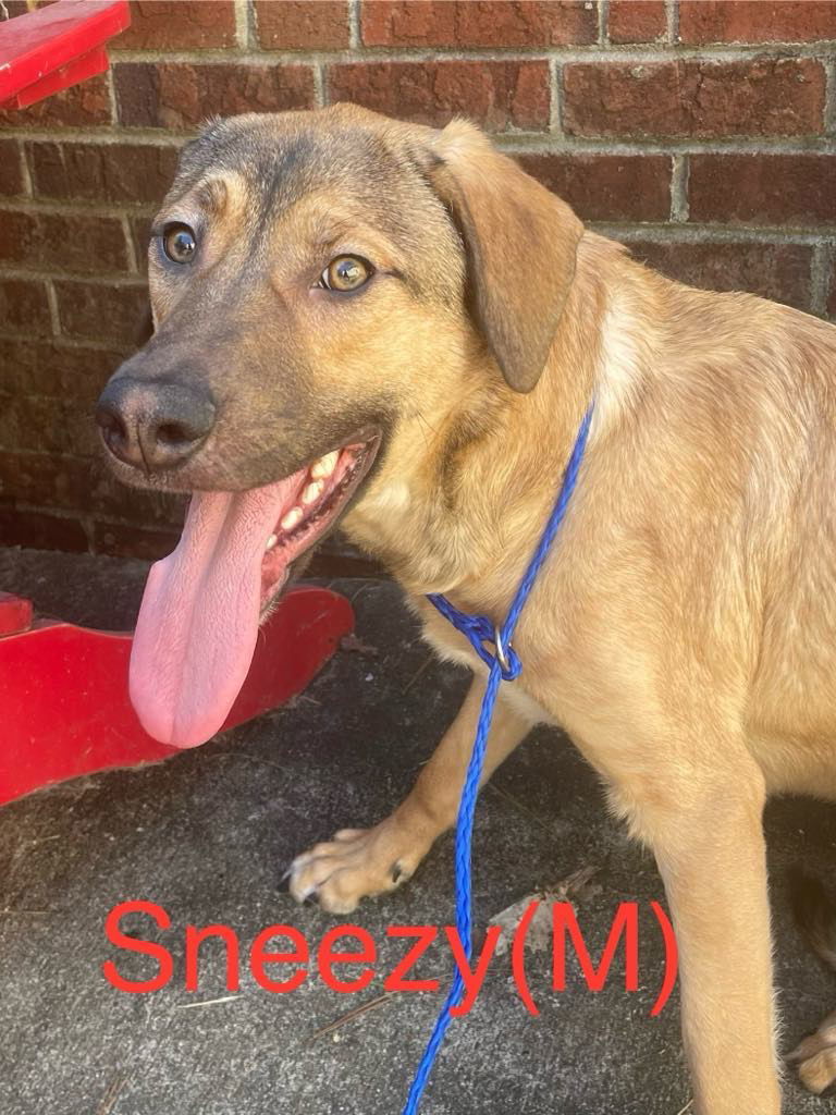 SNEEZY