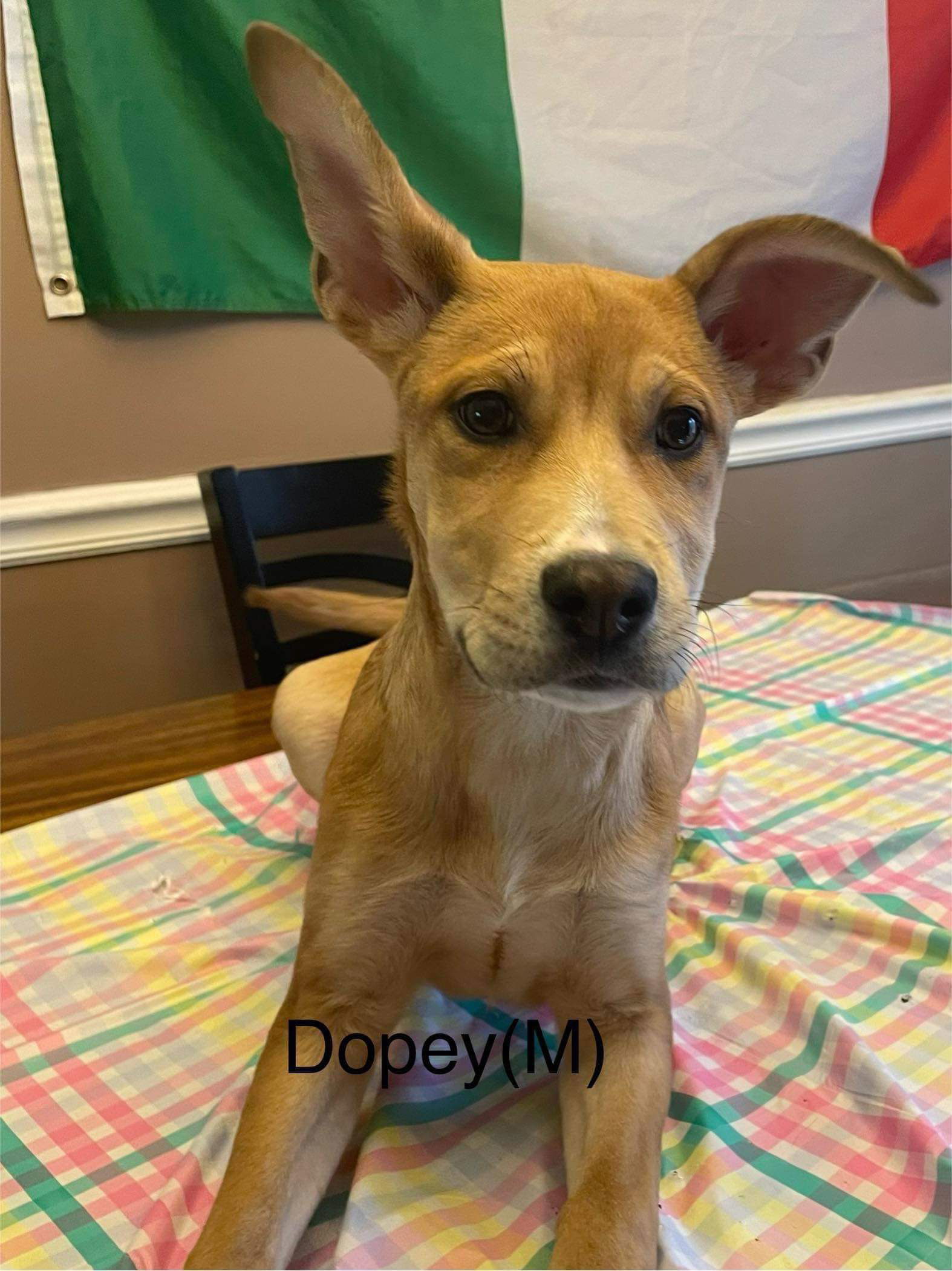 DOPEY