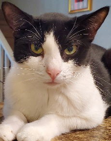 Oreo Cookie, an adoptable Domestic Short Hair in Glendale, AZ, 85305 | Photo Image 1