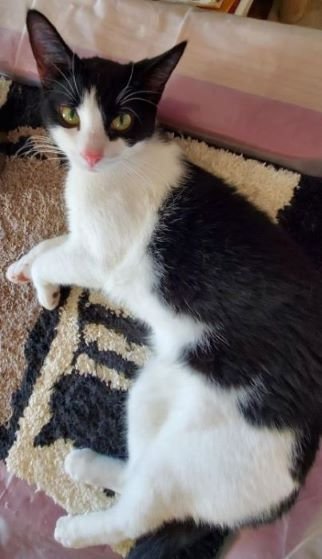Oreo Cookie, an adoptable Domestic Short Hair in Glendale, AZ, 85305 | Photo Image 2