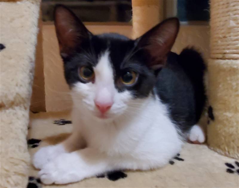 Oreo Cookie, an adoptable Domestic Short Hair in Glendale, AZ, 85305 | Photo Image 3