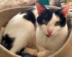 Romeo, an adoptable Domestic Short Hair in Glendale, AZ, 85305 | Photo Image 2