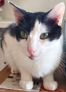 Romeo, an adoptable Domestic Short Hair in Glendale, AZ, 85305 | Photo Image 3