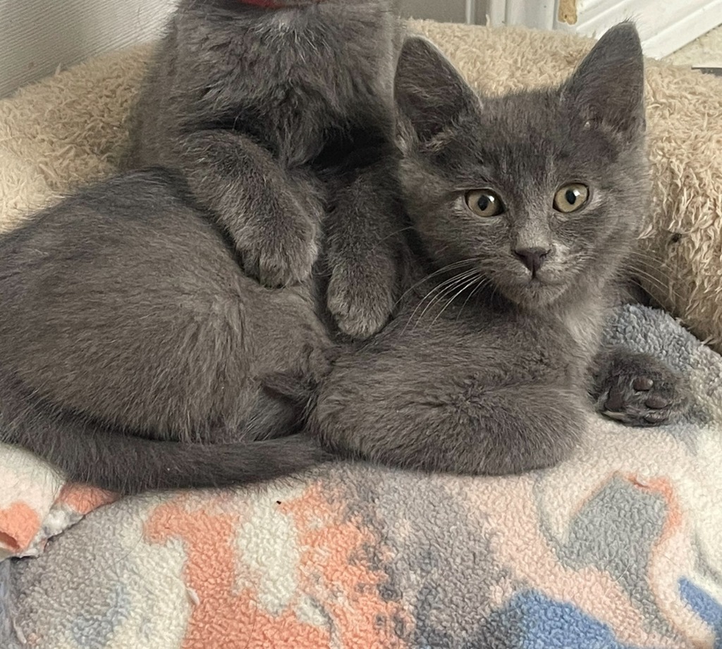 Baru, an adoptable Domestic Short Hair in Palmer, AK, 99645 | Photo Image 3