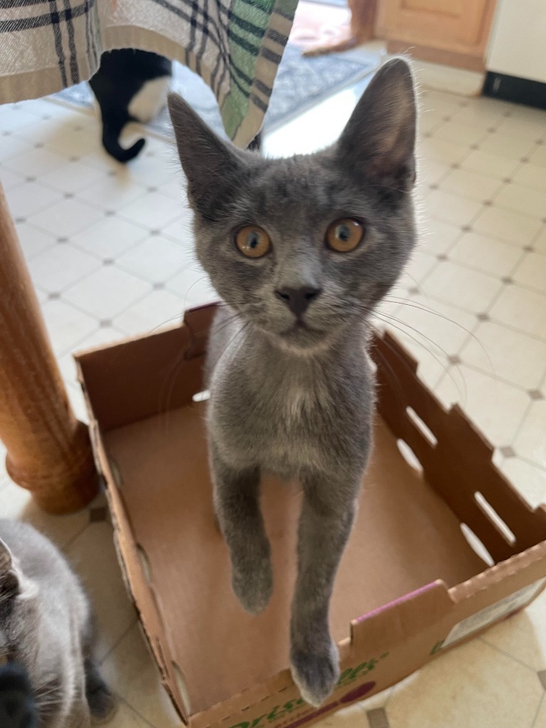 Baru, an adoptable Domestic Short Hair in Palmer, AK, 99645 | Photo Image 5