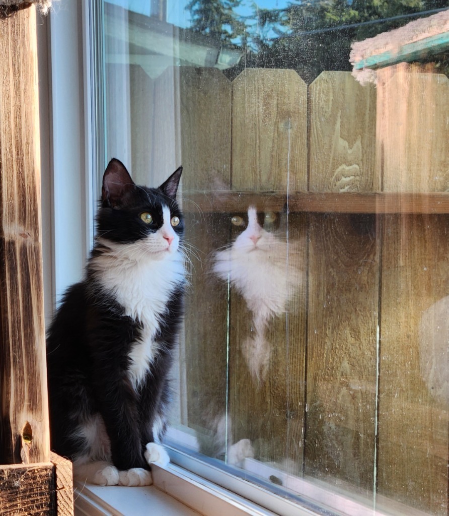 Adira, an adoptable Domestic Long Hair in Palmer, AK, 99645 | Photo Image 1