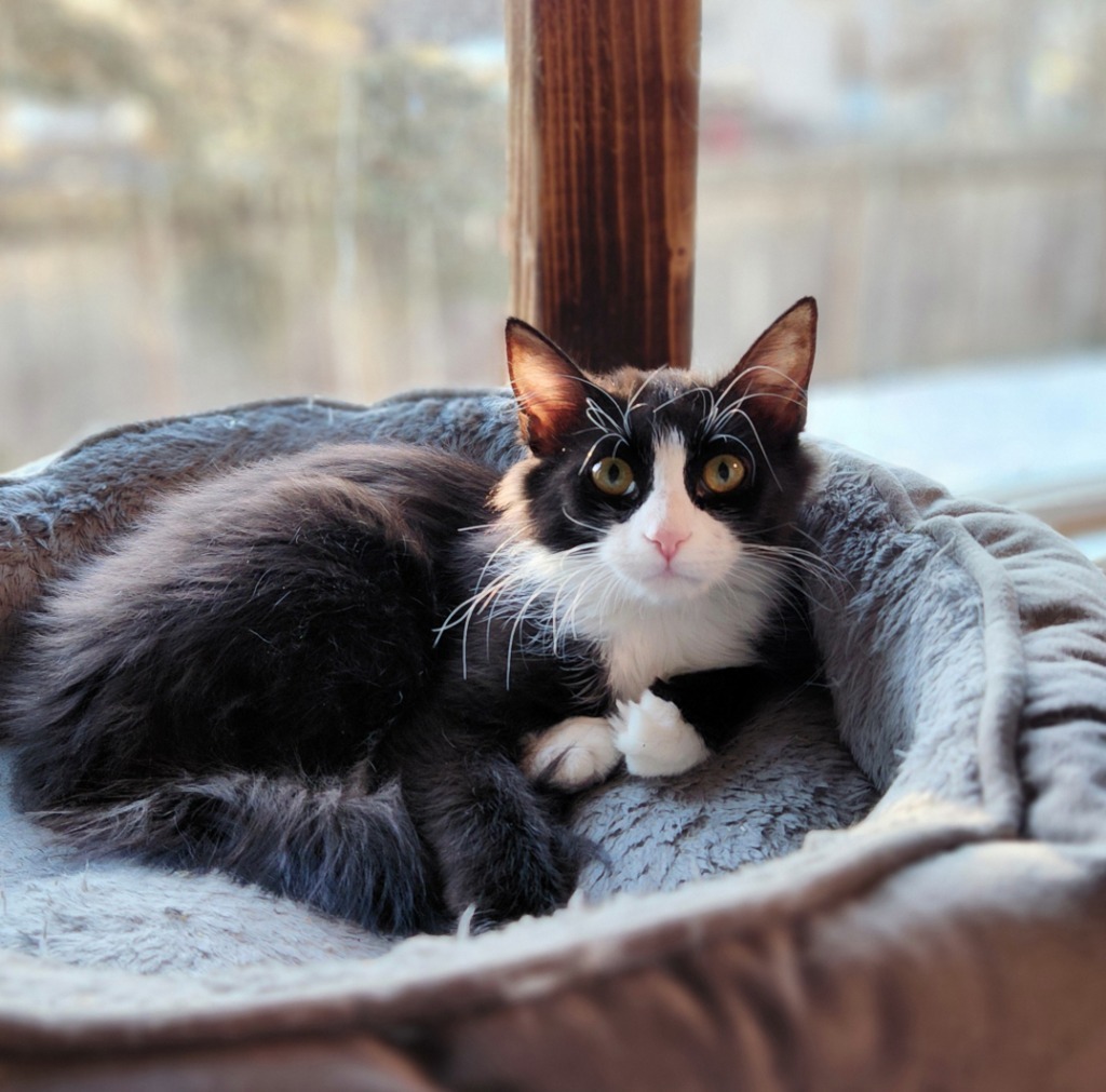 Adira, an adoptable Domestic Long Hair in Palmer, AK, 99645 | Photo Image 5