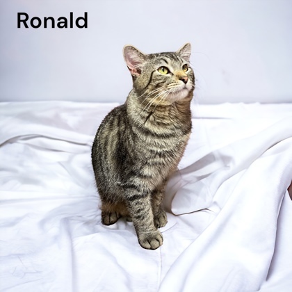 Ronald 1