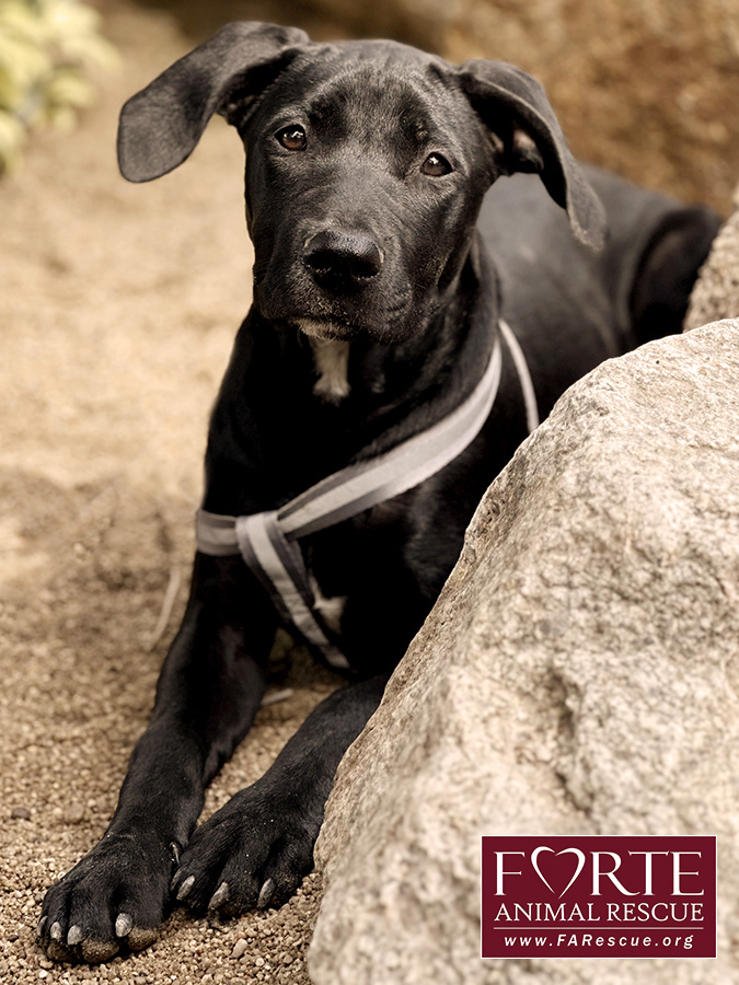 Dog for adoption Peli a Black Labrador Retriever Mix in Marina