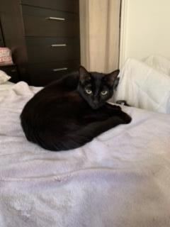 Sarah, an adoptable Domestic Short Hair in Montreal, QC, H4P 1X4 | Photo Image 1