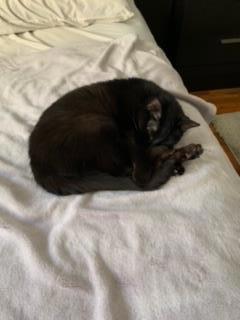 Sarah, an adoptable Domestic Short Hair in Montreal, QC, H4P 1X4 | Photo Image 2