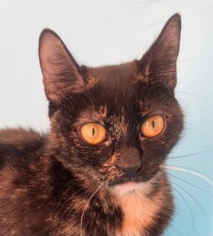 Tatiana is a five-month-old tortie who is pretty chill for a kitten While shes ok with other cats 