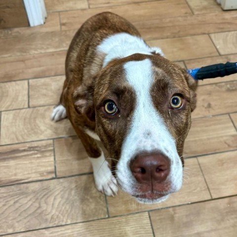 Dover, an adoptable Pit Bull Terrier, Collie in Sioux Falls, SD, 57106 | Photo Image 1