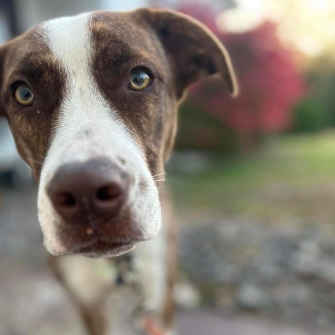 Dover, an adoptable Pit Bull Terrier, Collie in Sioux Falls, SD, 57106 | Photo Image 1