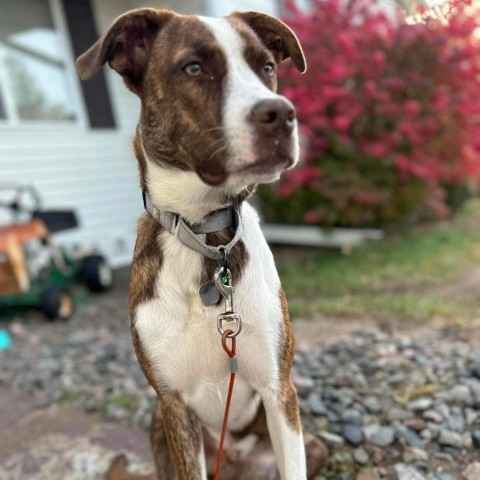 Dover, an adoptable Pit Bull Terrier, Collie in Sioux Falls, SD, 57106 | Photo Image 2