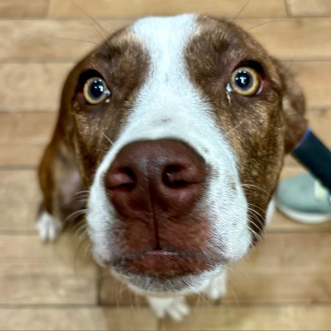 Dover, an adoptable Pit Bull Terrier, Collie in Sioux Falls, SD, 57106 | Photo Image 3