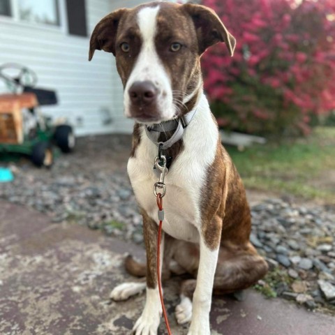 Dover, an adoptable Pit Bull Terrier, Collie in Sioux Falls, SD, 57106 | Photo Image 3