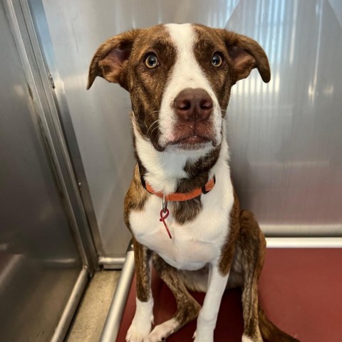 Dover, an adoptable Pit Bull Terrier, Collie in Sioux Falls, SD, 57106 | Photo Image 4