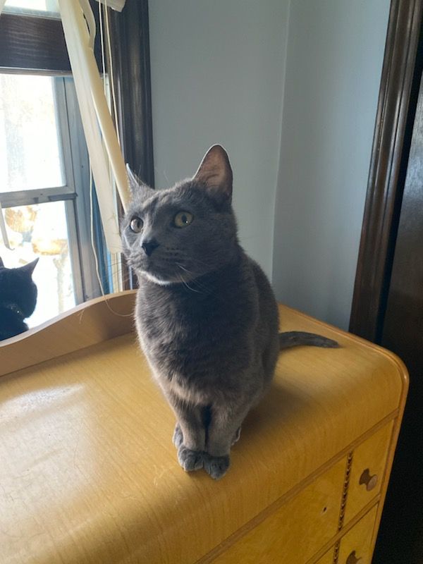 Cloud still waiting forever home, an adoptable American Shorthair in St Joseph, MO, 64505 | Photo Image 1