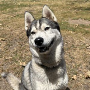 Hi there My name is Nova and Im at the Santa Maria Campus Im a 2 year old female Husky