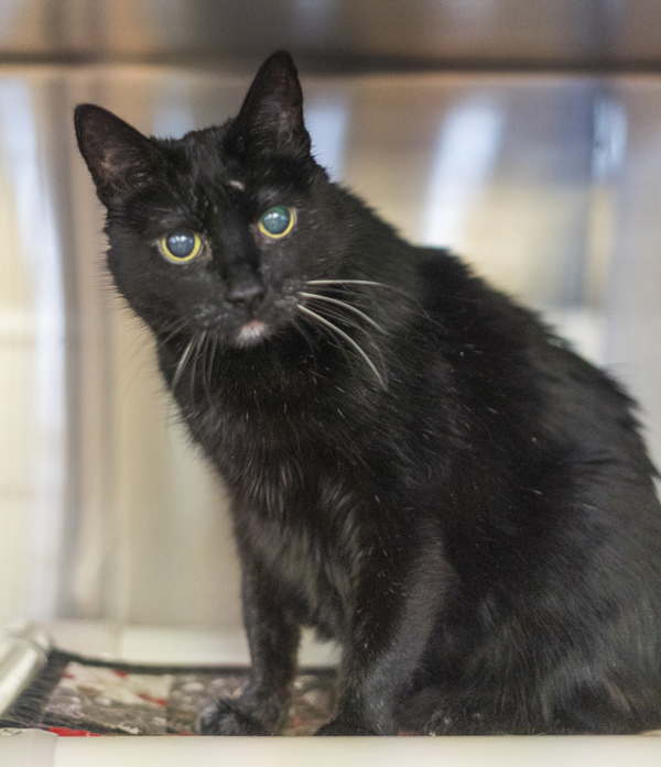 Westley, an adoptable Domestic Short Hair in Kennewick, WA, 99336 | Photo Image 1