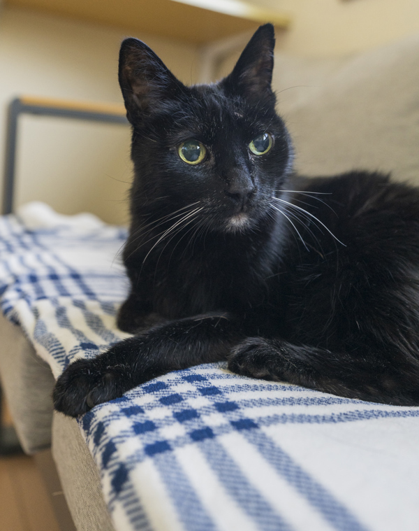 Westley, an adoptable Domestic Short Hair in Kennewick, WA, 99336 | Photo Image 2