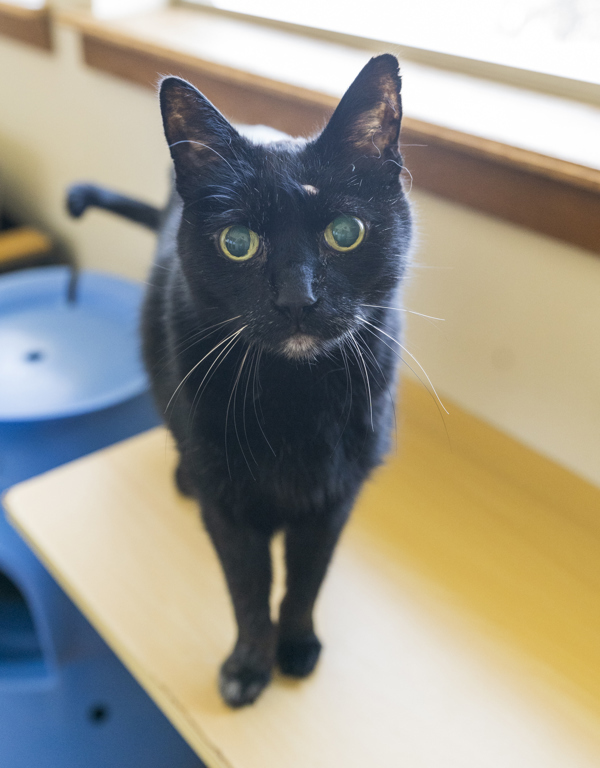 Westley, an adoptable Domestic Short Hair in Kennewick, WA, 99336 | Photo Image 3