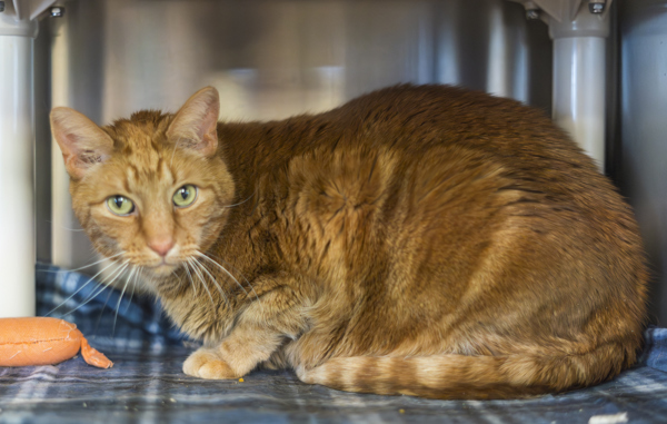 Stanley (carrot), an adoptable Domestic Short Hair in Kennewick, WA, 99336 | Photo Image 1