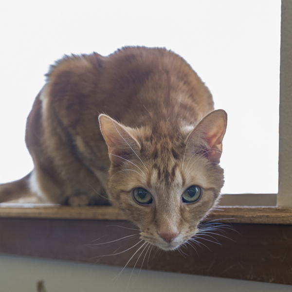 Stanley (carrot), an adoptable Domestic Short Hair in Kennewick, WA, 99336 | Photo Image 2