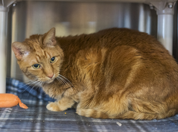 Stanley (carrot), an adoptable Domestic Short Hair in Kennewick, WA, 99336 | Photo Image 3