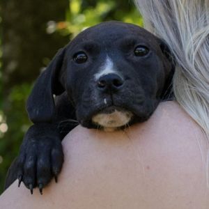 Thumper Black Labrador Retriever Dog
