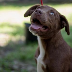Ponyo Chocolate Labrador Retriever Dog