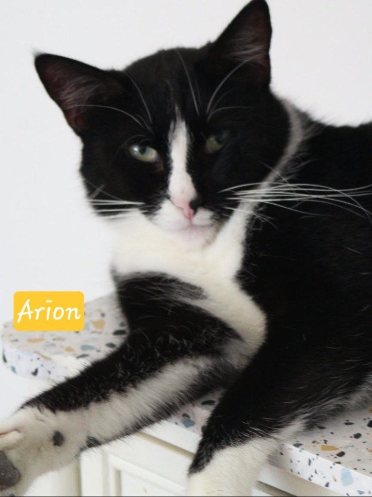 Arion, an adoptable Domestic Short Hair in Ogden, UT, 84409 | Photo Image 1