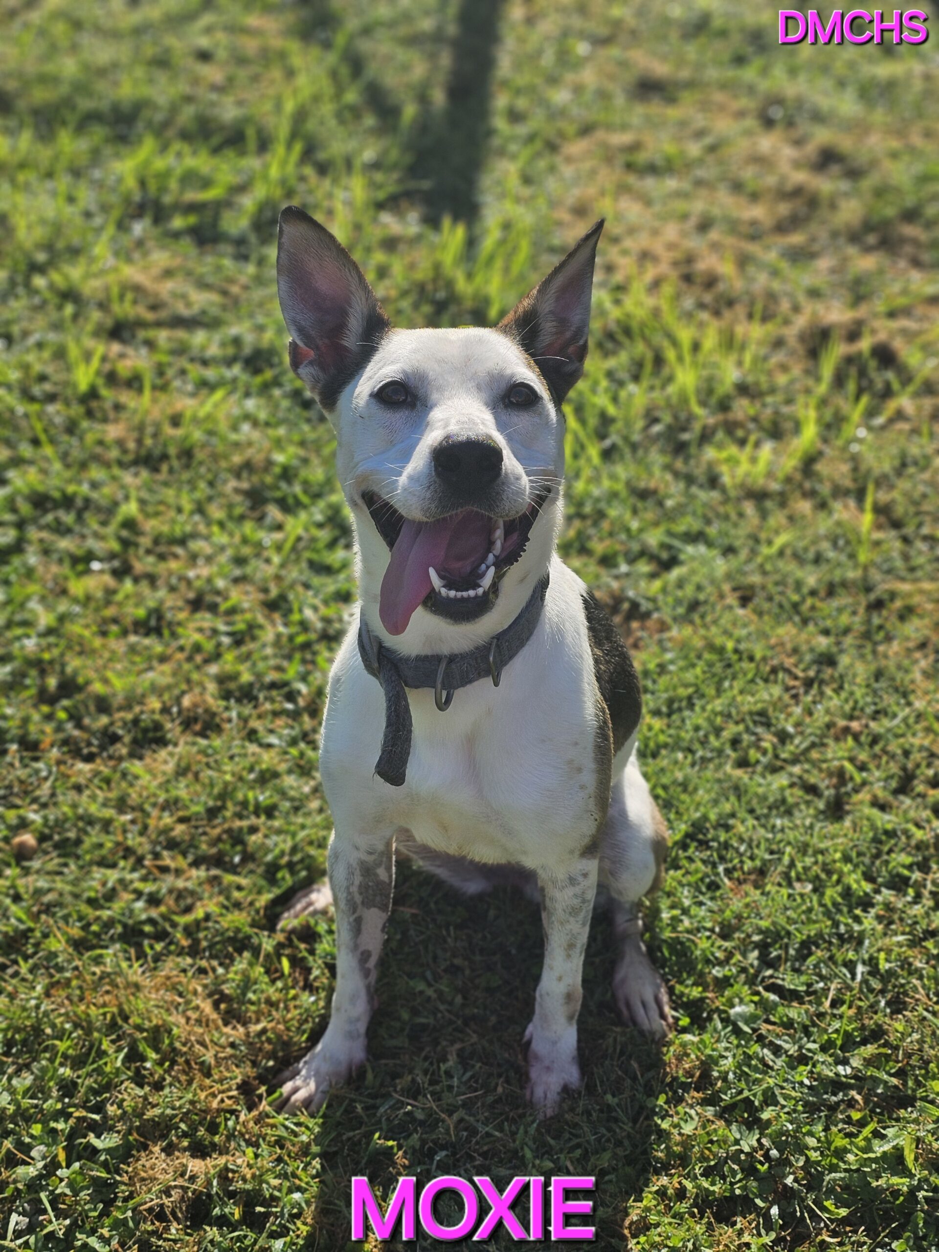 Moxie, an adoptable Terrier, Mixed Breed in Burlington, IA, 52601 | Photo Image 1