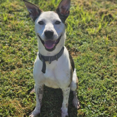 Moxie, an adoptable Terrier, Mixed Breed in Burlington, IA, 52601 | Photo Image 2