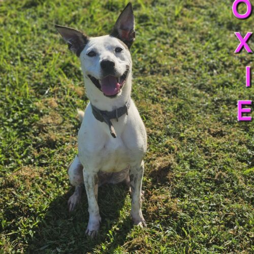 Moxie, an adoptable Terrier, Mixed Breed in Burlington, IA, 52601 | Photo Image 3