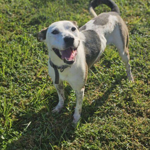 Moxie, an adoptable Terrier, Mixed Breed in Burlington, IA, 52601 | Photo Image 4