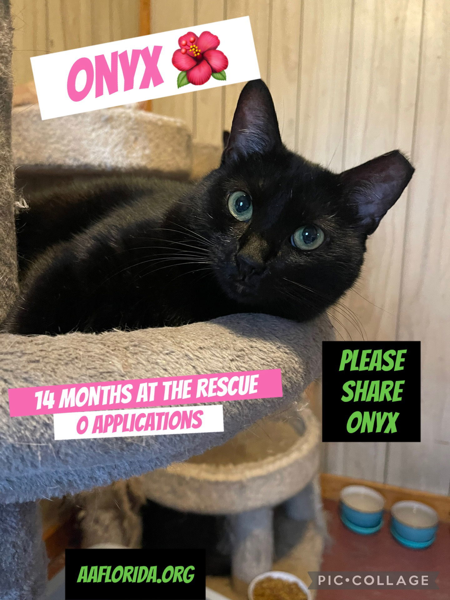 Onyx, an adoptable Domestic Short Hair in Pensacola, FL, 32534 | Photo Image 1