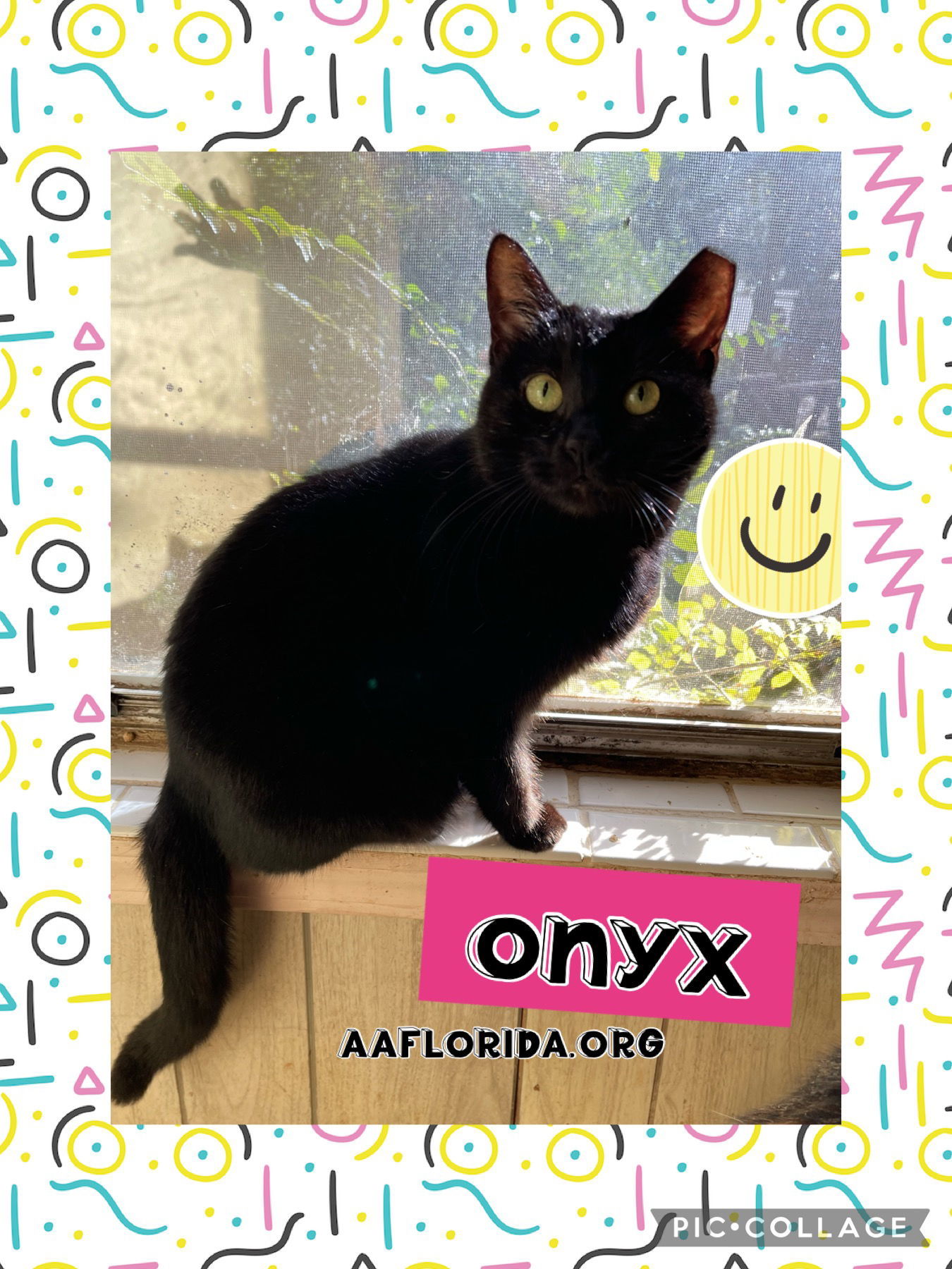 Onyx, an adoptable Domestic Short Hair in Pensacola, FL, 32534 | Photo Image 2