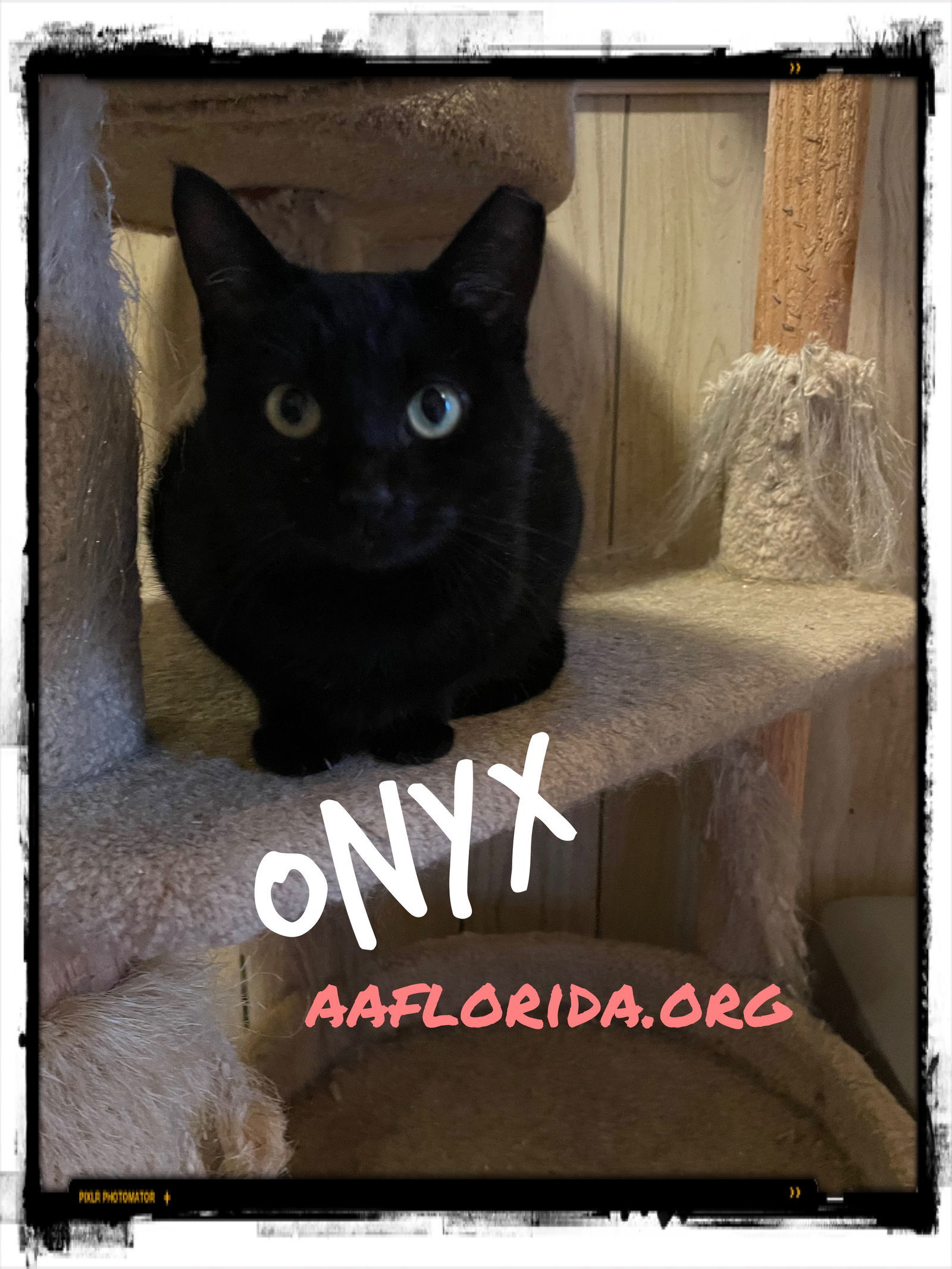 Onyx, an adoptable Domestic Short Hair in Pensacola, FL, 32534 | Photo Image 3