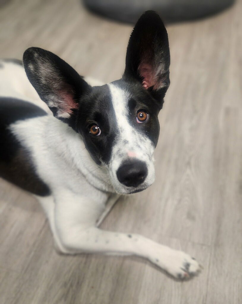 Phoebe, an adoptable Basenji, Australian Cattle Dog / Blue Heeler in Littleton, CO, 80130 | Photo Image 1