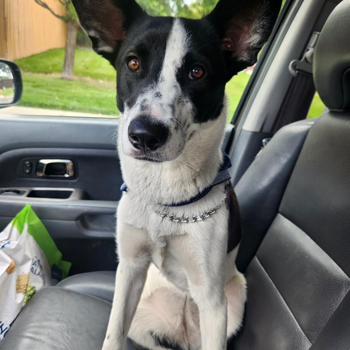 Phoebe, an adoptable Basenji, Australian Cattle Dog / Blue Heeler in Littleton, CO, 80130 | Photo Image 2