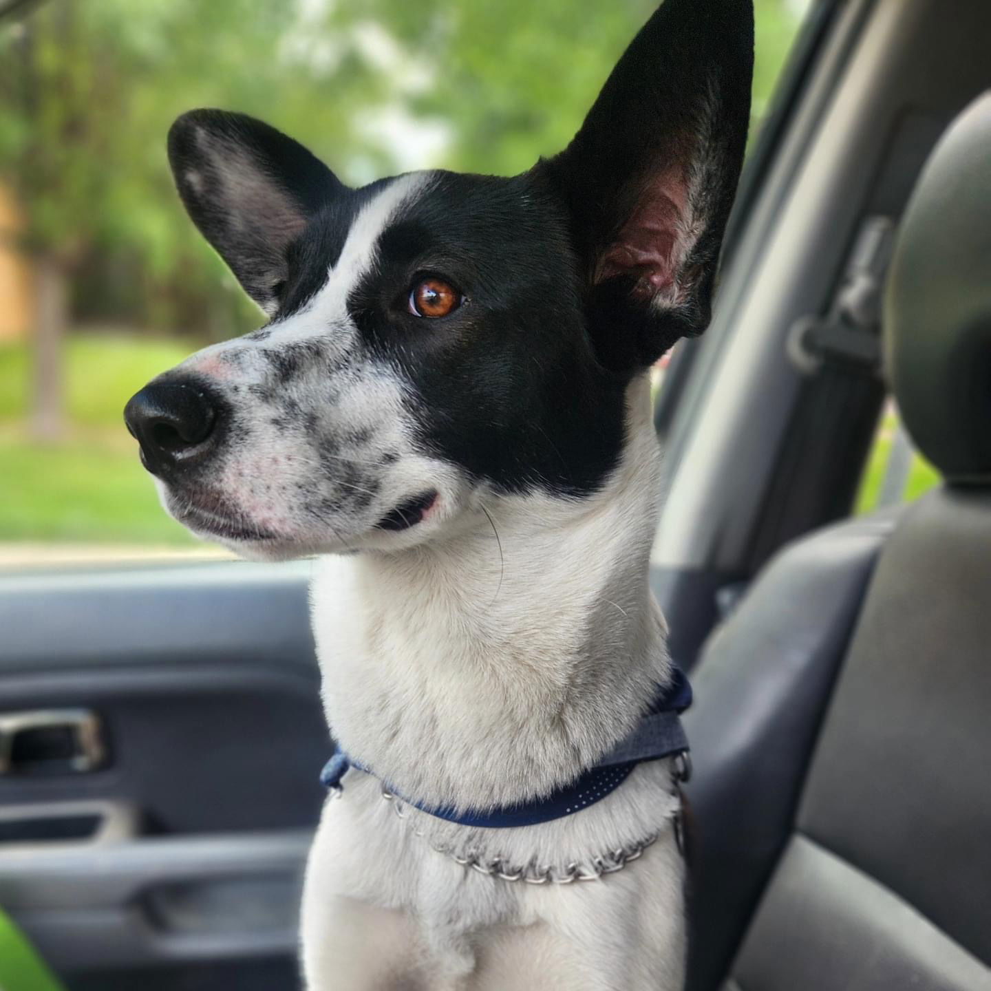 Phoebe, an adoptable Basenji, Australian Cattle Dog / Blue Heeler in Littleton, CO, 80130 | Photo Image 3