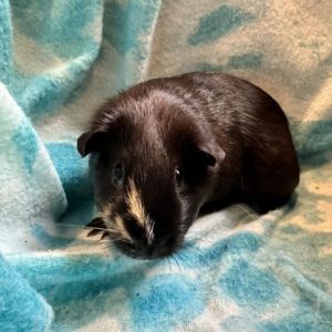 Im Smokey a 1 year old American female guinea pig who was surrendered by a fam
