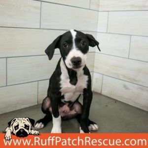 Dogs for Adoption Near West Jordan UT Petfinder