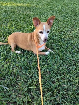 You can fill out an adoption application online on our official website Chip TX is a male Chihuah