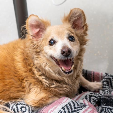 Lesley, an adoptable Corgi, Papillon in New York, NY, 10013 | Photo Image 1