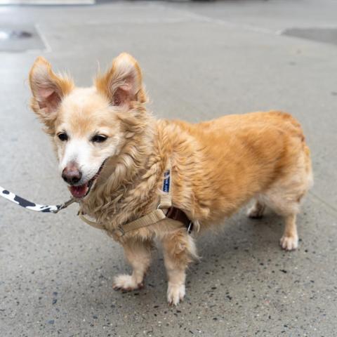 Lesley, an adoptable Corgi, Papillon in New York, NY, 10013 | Photo Image 2